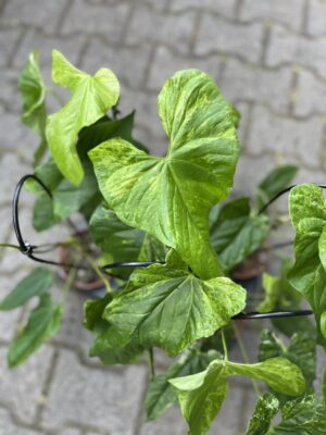 Anthurium Baloanum Variegata