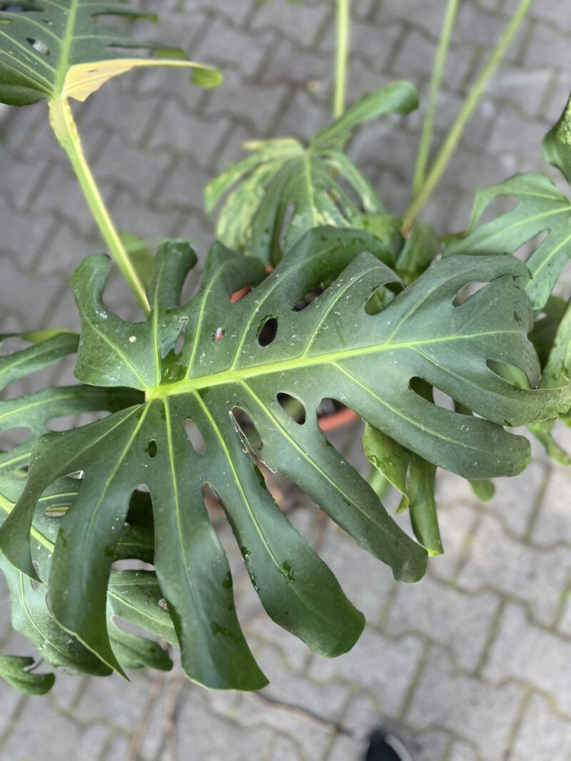 Monstera Variegata Aurea XL ( Sport z nasion) nr 2