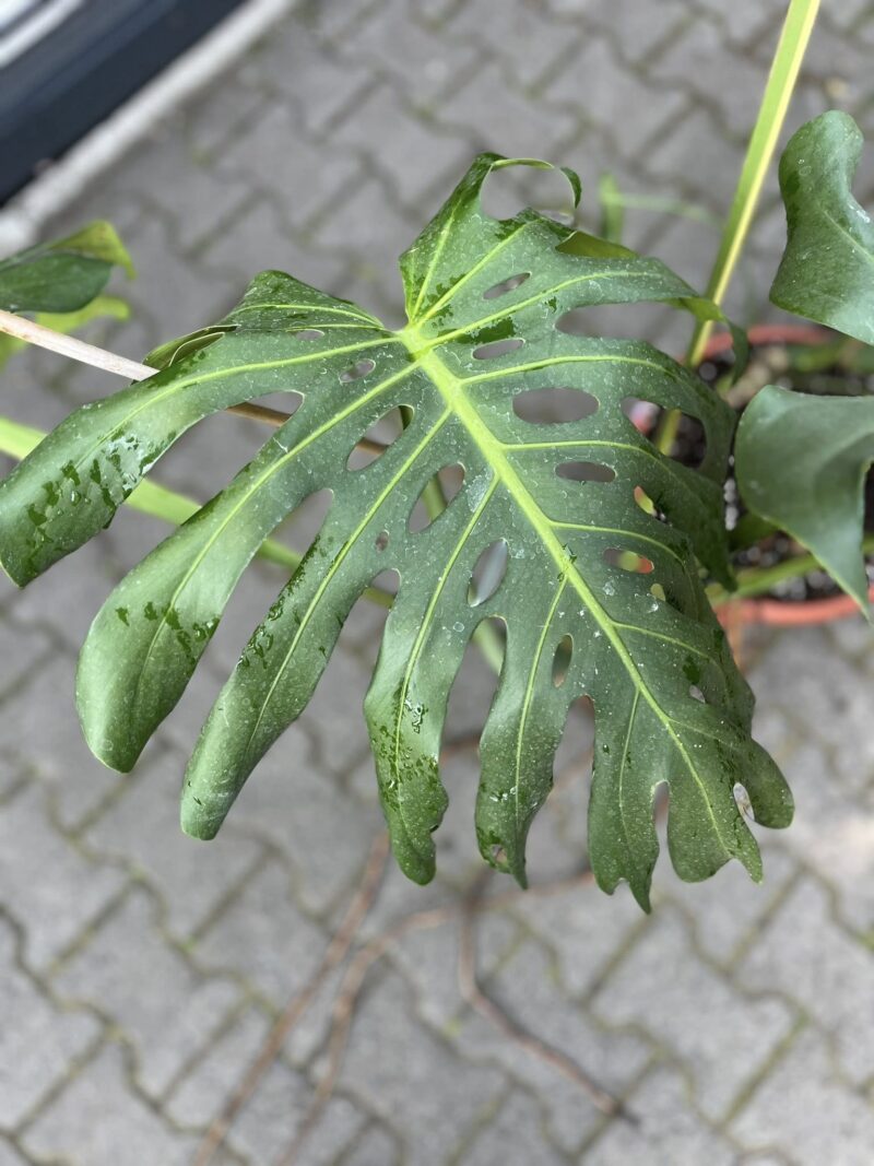 Monstera Variegata Aurea XL ( Sport z nasion) nr 2