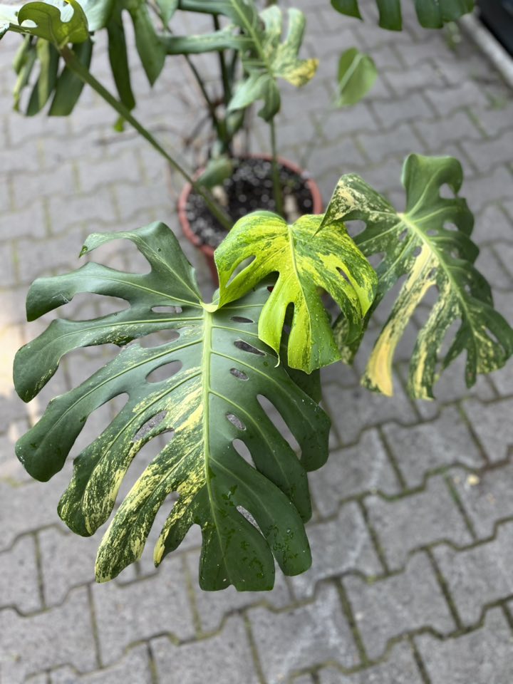Monstera Variegata Aurea XL ( Sport z nasion) nr 2 Monstera Variegata Aurea XL ( Sport z nasion) nr 2