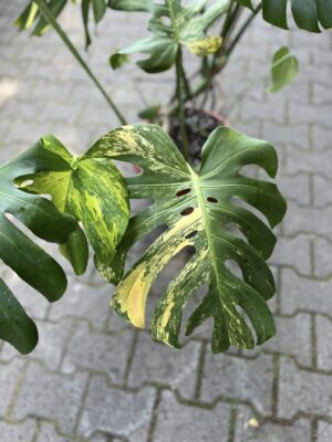 Monstera Variegata Aurea XL ( Sport z nasion) nr 2
