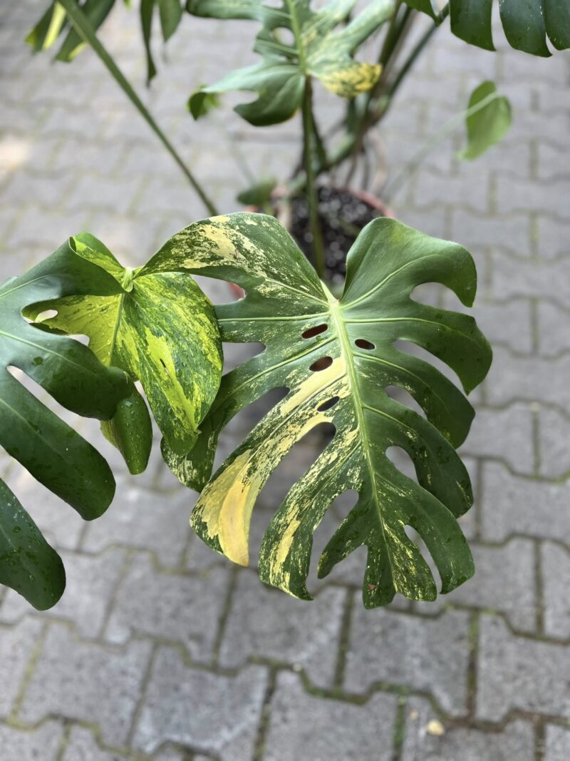 Monstera Variegata Aurea XL ( Sport z nasion) nr 2