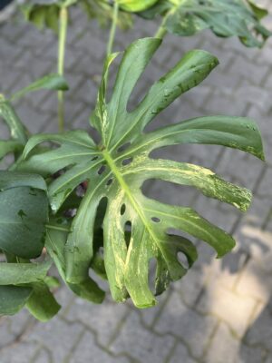 Monstera Variegata Aurea XL ( Sport z nasion) nr 2