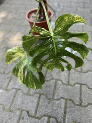 Monstera Variegata Aurea XL ( Sport z nasion) nr 1