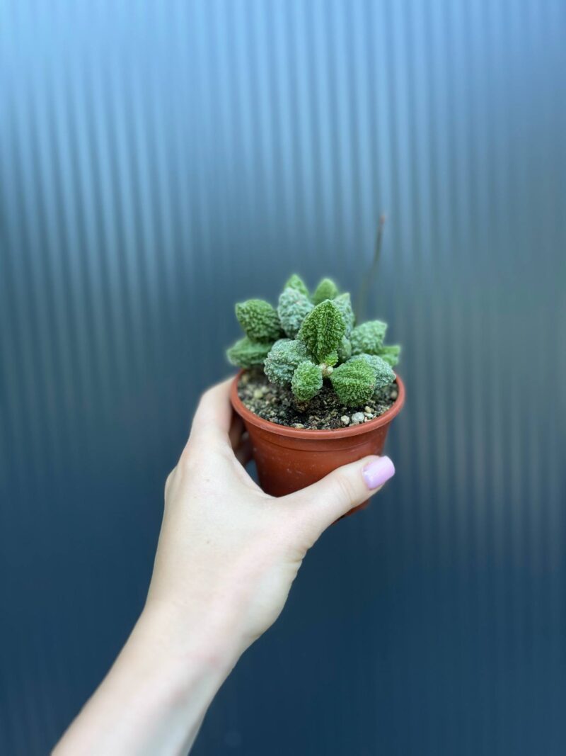 Sukulent ADROMISCHUS marianae herrei ‘Red Coral’