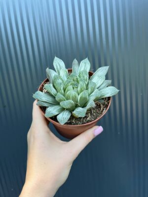 Haworthia cymbiformis