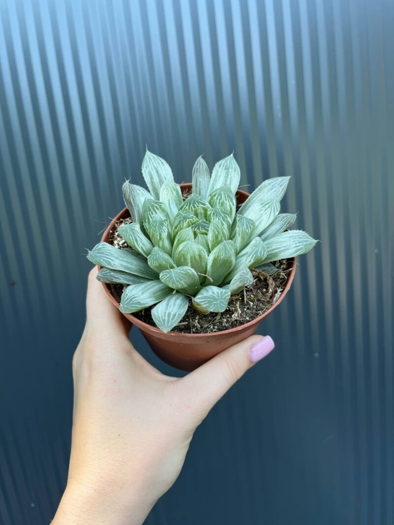 Haworthia cymbiformis