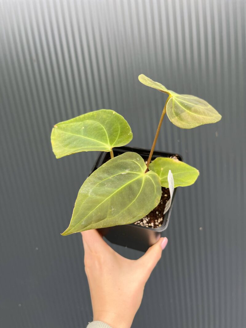 Anthurium Ecuagenera Green Soul x Anthurium Papillilaminum