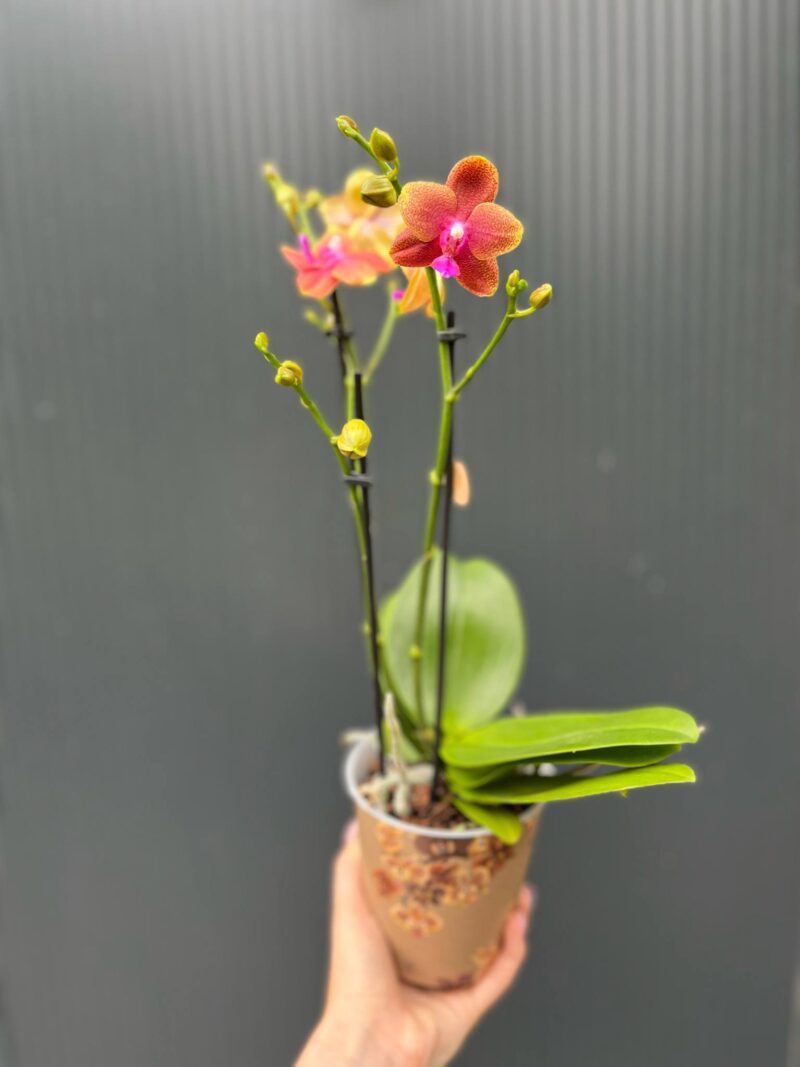 Phalaenopsis Bolgheri | Storczyk