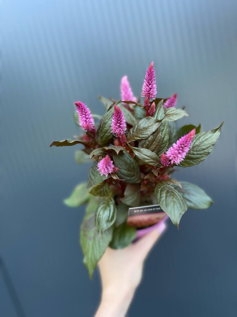 Celosia Merida Pink
