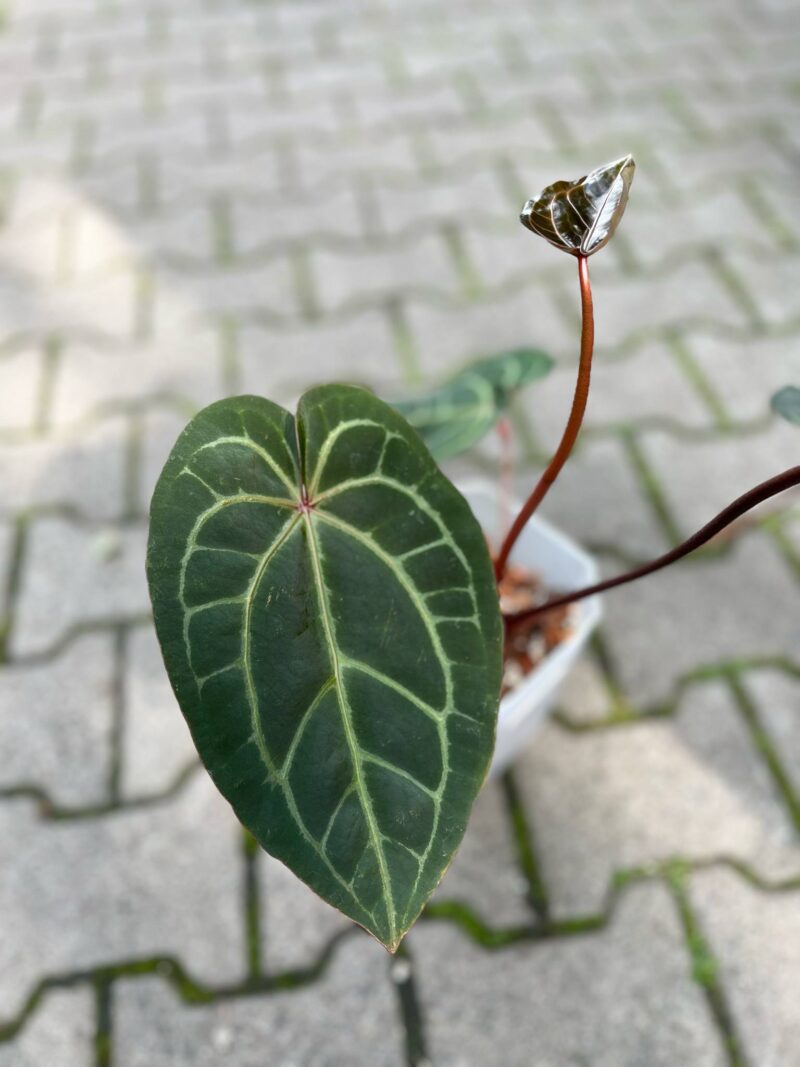 Dockblock Anthurium Purple Rain® ’27 x Michelle® ‘1’