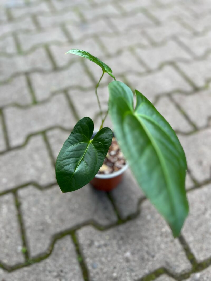 Anthurium Amazon Rabbit