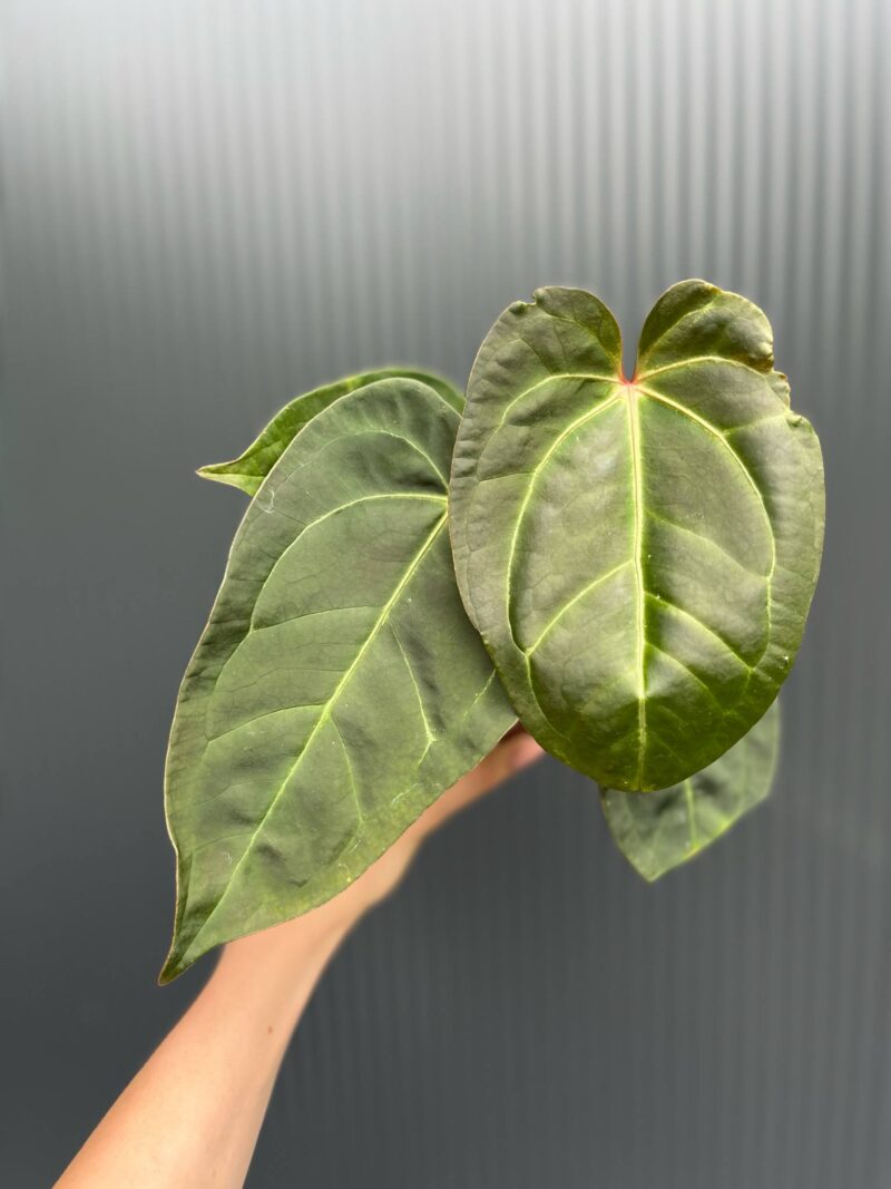 Anthurium Red Gunsal