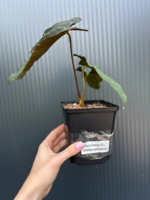 Anthurium besseae aff × Anthurium Papillilaminum