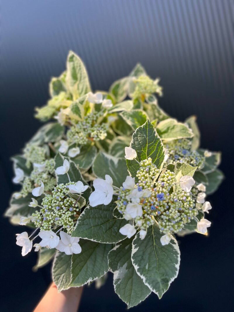 Hortensja ogrodowa variegata | Hydrangea macrophylla ‘Variegata’
