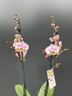 Phalaenopsis carola | Storczyk