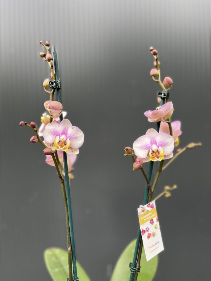 Phalaenopsis carola | Storczyk