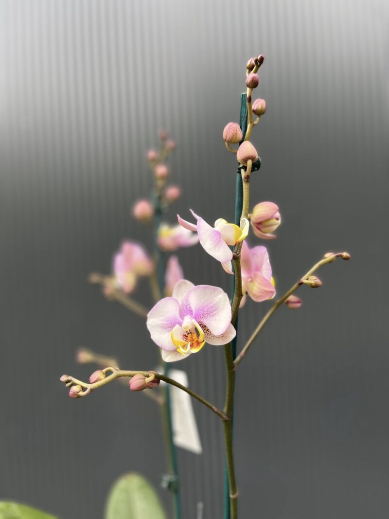 Phalaenopsis carola | Storczyk