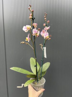 Phalaenopsis carola | Storczyk