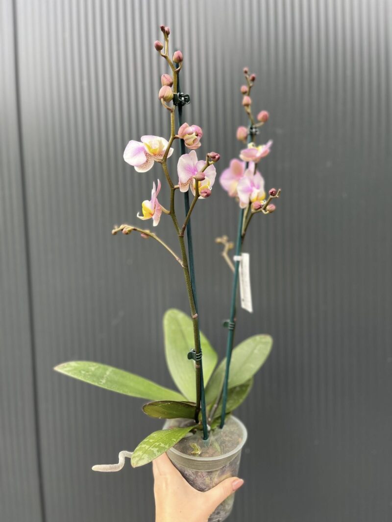 Phalaenopsis carola | Storczyk