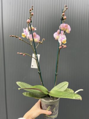 Phalaenopsis carola | Storczyk