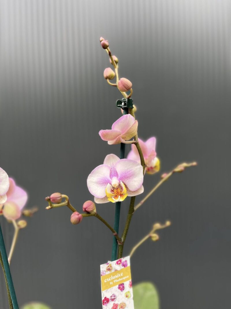 Phalaenopsis carola | Storczyk