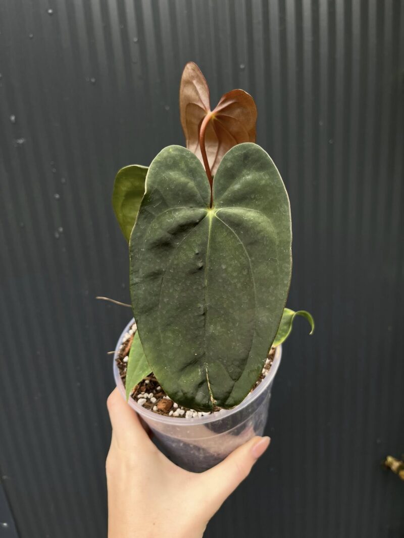 Anthurium ‘Luxury Dreams Fantasy’ x Papillilaminum