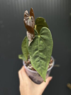 Anthurium ‘Luxury Dreams Fantasy’ x Papillilaminum