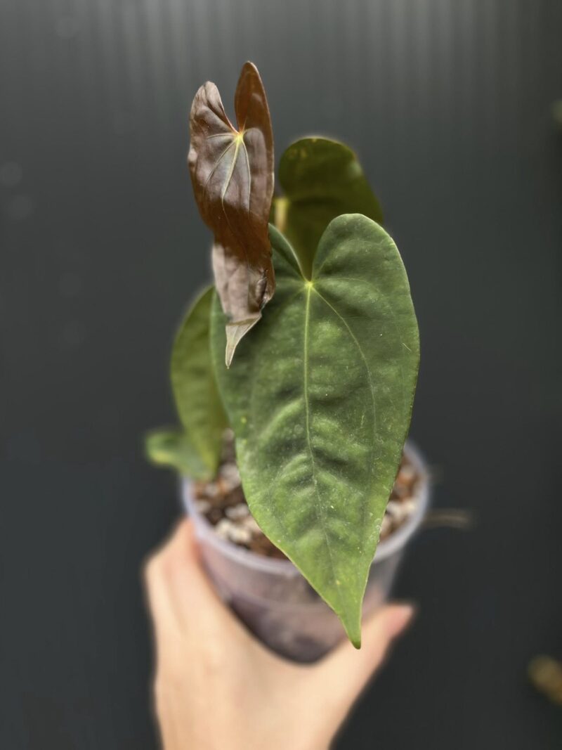 Anthurium ‘Luxury Dreams Fantasy’ x Papillilaminum