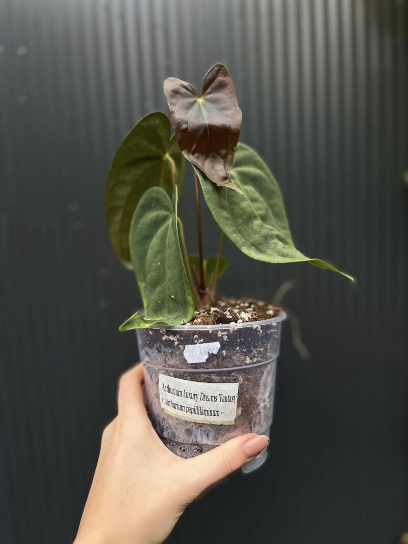 Anthurium ‘Luxury Dreams Fantasy’ x Papillilaminum