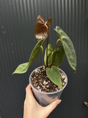 Anthurium ‘Luxury Dreams Fantasy’ x Papillilaminum