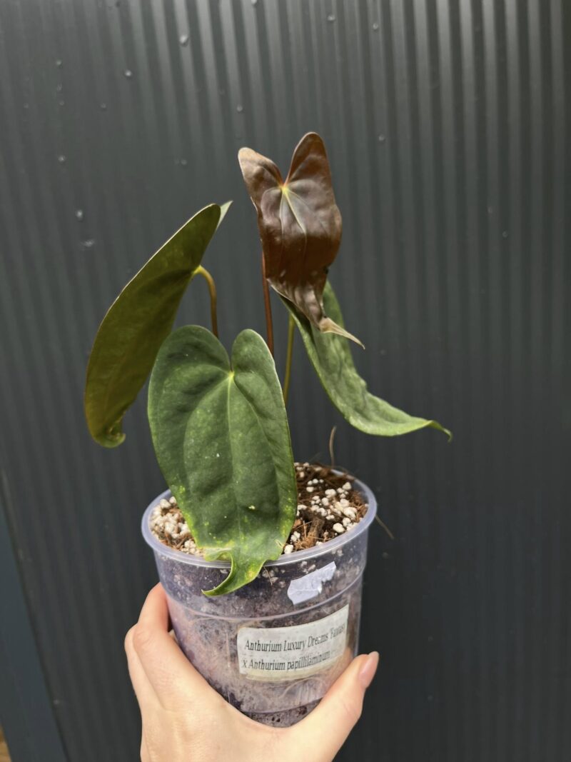 Anthurium ‘Luxury Dreams Fantasy’ x Papillilaminum