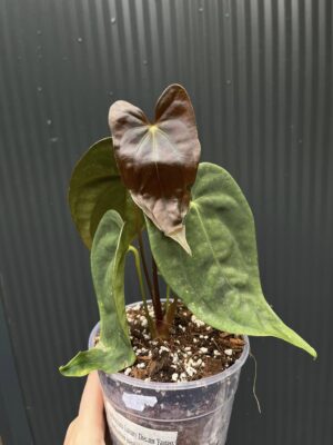 Anthurium ‘Luxury Dreams Fantasy’ x Papillilaminum
