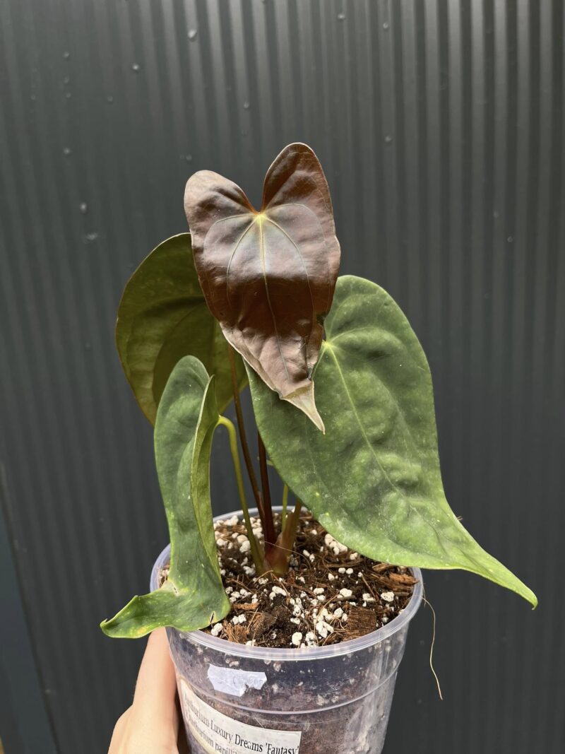 Anthurium ‘Luxury Dreams Fantasy’ x Papillilaminum