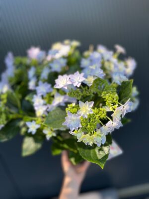 Hortensja Ogrodowa | Hydrangea macrophylla ‘Elleair Anniversary’