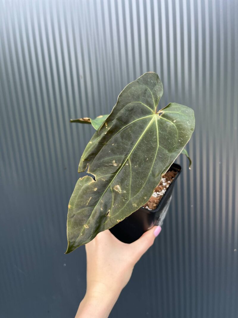 Anthurium besseae aff × Anthurium Papillilaminum