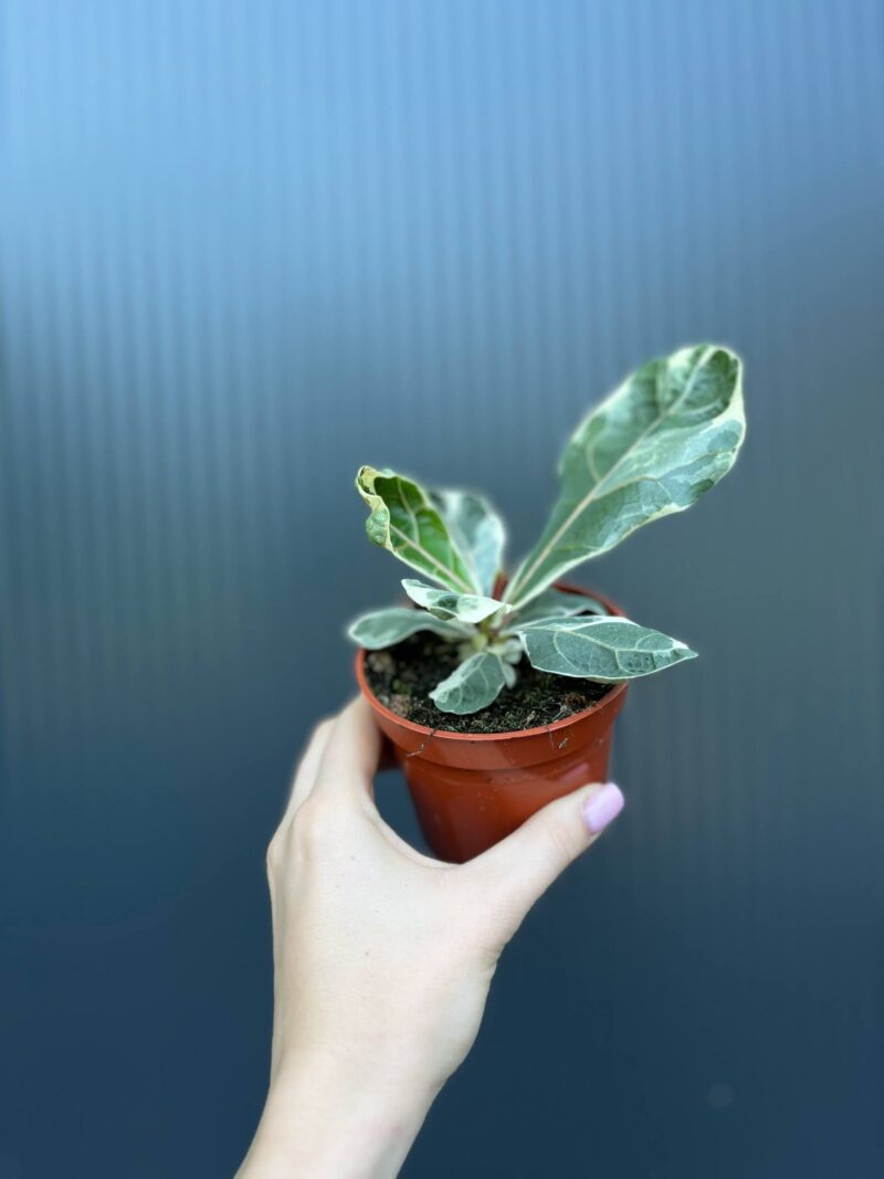Ficus Lyrata Variegata