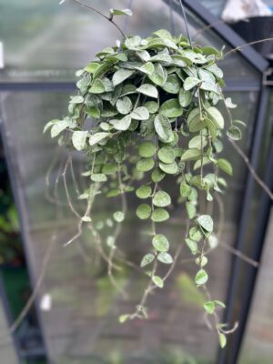 Hoya Mathilde Splash