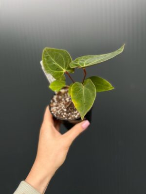 Anthurium ‘Eureka’ x Papillilaminum