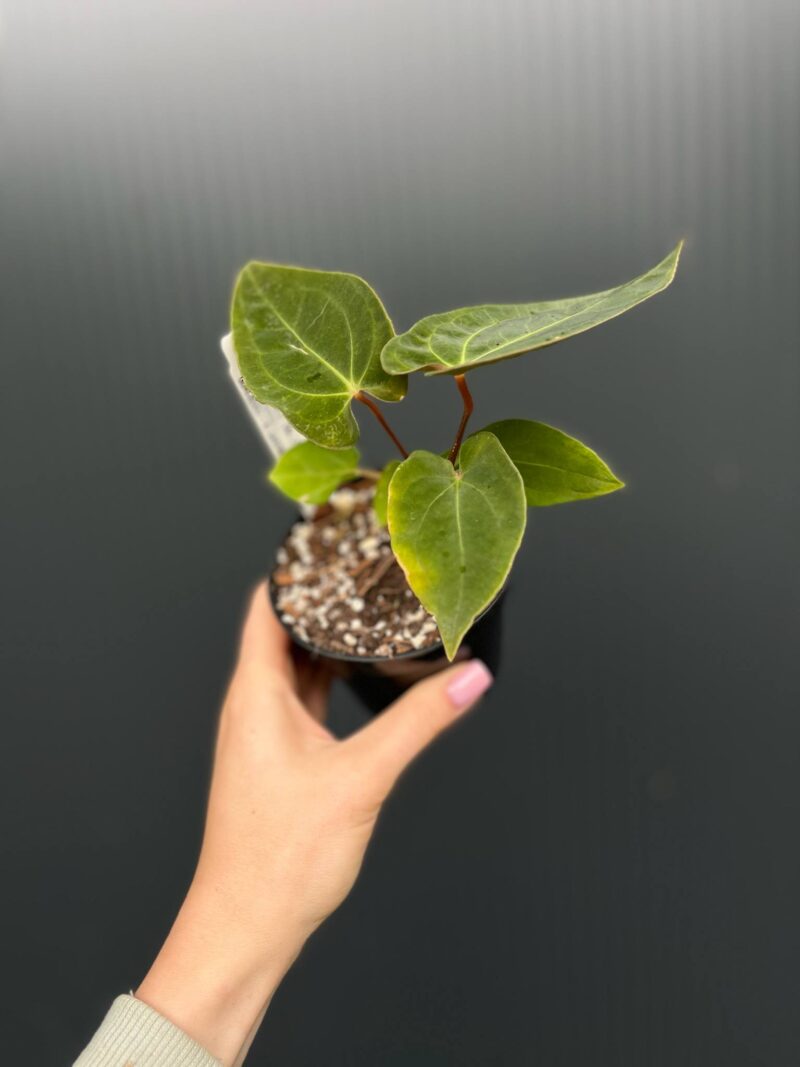 Anthurium ‘Eureka’ x Papillilaminum