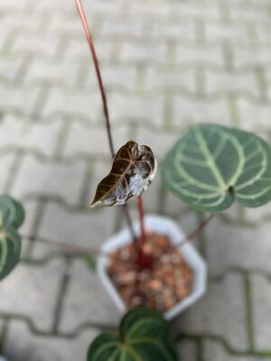 Dockblock Anthurium Purple Rain® ’27 x Michelle® ‘1’