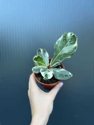 Ficus Lyrata Variegata