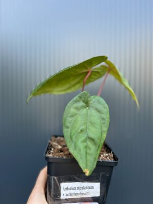 Anthurium nigrolaminum ‘Gigi’ x Anthurium Dressleri