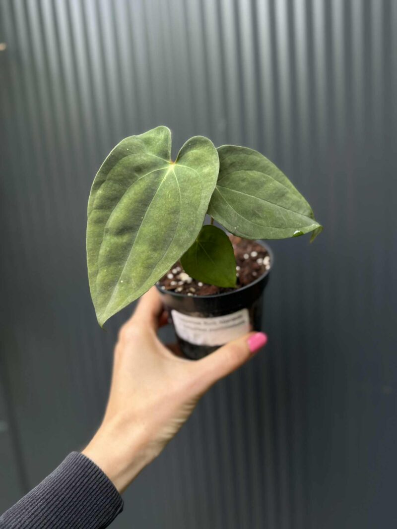 Anthurium Anaconda x Anthurium Papillilamium