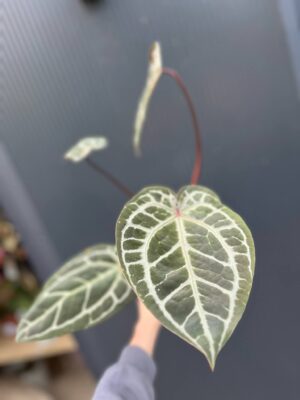 Dockblock Anthurium Giannina ‘Crystalinum 8’ x ‘Michelle® 11’