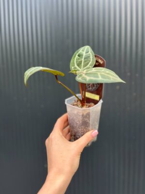 Dockblock Anthurium Michelle®