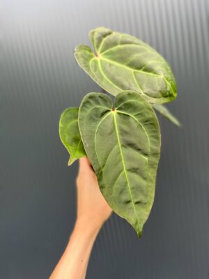 Anthurium Red Gunsal