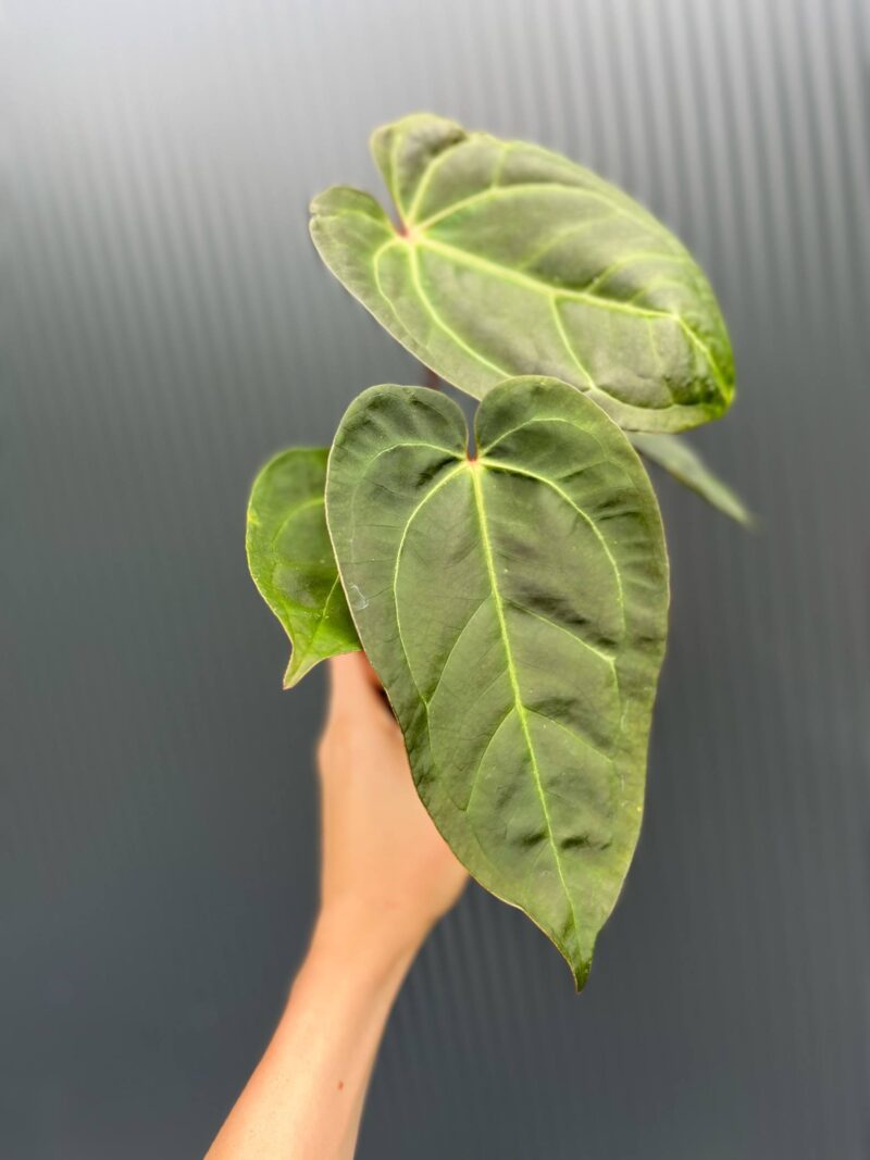 Anthurium Red Gunsal