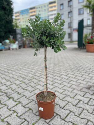 Metrosideros wyniosły excelsa, Nowozelandzkie Drzewo Bożonarodzeniowe