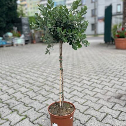 Metrosideros wyniosły excelsa, Nowozelandzkie Drzewo Bożonarodzeniowe